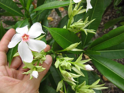 Cerbera floribunda